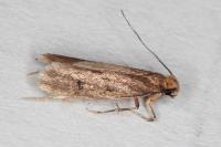Tinea murariella