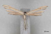 Stenoptilia stigmatodactyla