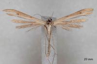 Stenoptilia stigmatodactyla