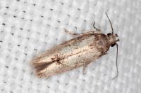 Caryocolum alsinellum