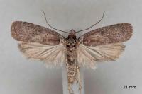 Agonopterix cnicella