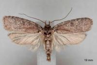 Agonopterix cnicella