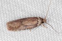 Agonopterix cnicella