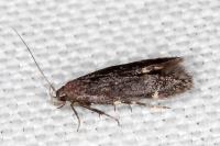 Aproaerema anthyllidella