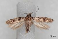 Caryocolum viscariellum