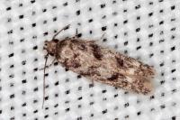 Caryocolum viscariellum