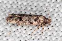 Caryocolum viscariellum