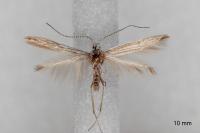 Coleophora bifrondella