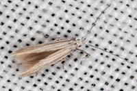 Coleophora bifrondella