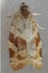 Argyrotaenia ljungiana