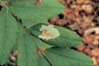 Parectopa robiniella