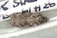 Gelechia muscosella