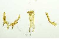 Gelechia muscosella