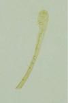 Gelechia muscosella