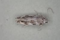 Parachronistis albiceps