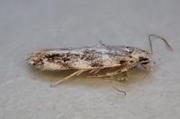 Parachronistis albiceps