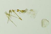 Parachronistis albiceps