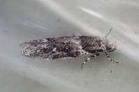 Recurvaria nanella