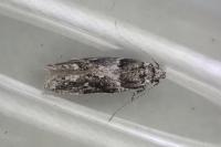 Recurvaria nanella