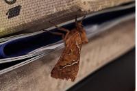 Triodia sylvina