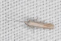 Coleophora bifrondella