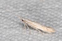 Coleophora bifrondella