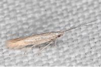 Coleophora bifrondella
