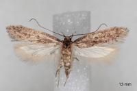 Telphusa cistiflorella