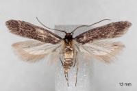 Telphusa cistiflorella