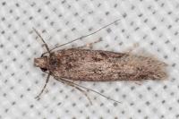 Telphusa cistiflorella