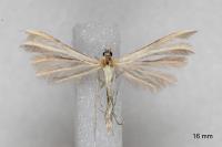 Merrifieldia malacodactyla