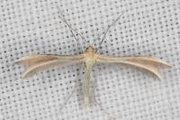 Merrifieldia malacodactyla