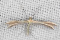 Merrifieldia malacodactyla