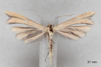 Tabulaephorus punctinervis
