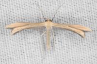 Tabulaephorus punctinervis