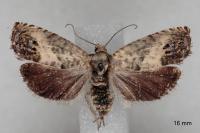 Pammene fasciana