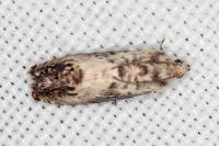 Pammene fasciana
