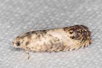 Pammene fasciana