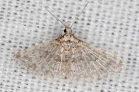 Alucita zonodactyla