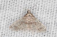 Alucita zonodactyla