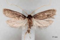 Homaloxestis briantiella