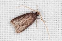 Homaloxestis briantiella