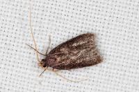 Homaloxestis briantiella