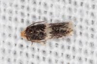Ectoedemia suberis