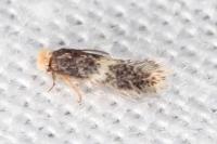 Ectoedemia suberis