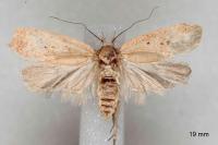 Agonopterix assimilella