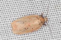 Agonopterix assimilella