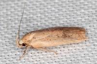 Agonopterix assimilella