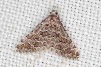 Alucita palodactyla