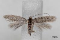 Urodeta hibernella